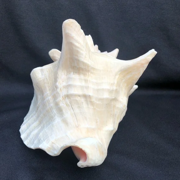 Queen Conch Seashell Strombus Gigas Decoration Large 8” x 6 1/2”” - Picture 6 of 10